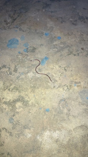 Sahel Thread Snake