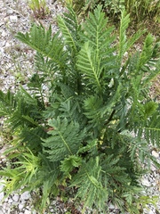 Tanacetum vulgare