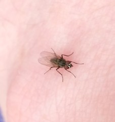 Brachycera