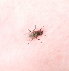 Brachycera