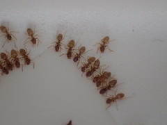 Lasius pallitarsis