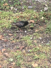 Sturnus vulgaris