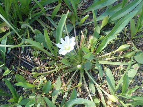 Image of Lewisia nevadensis by no rights reserved