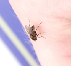 Brachycera