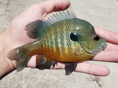 Rio Grande Longear Sunfish photo 5