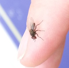 Brachycera