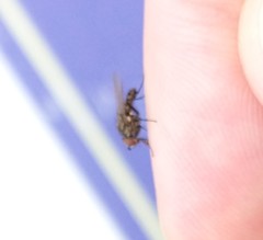 Brachycera