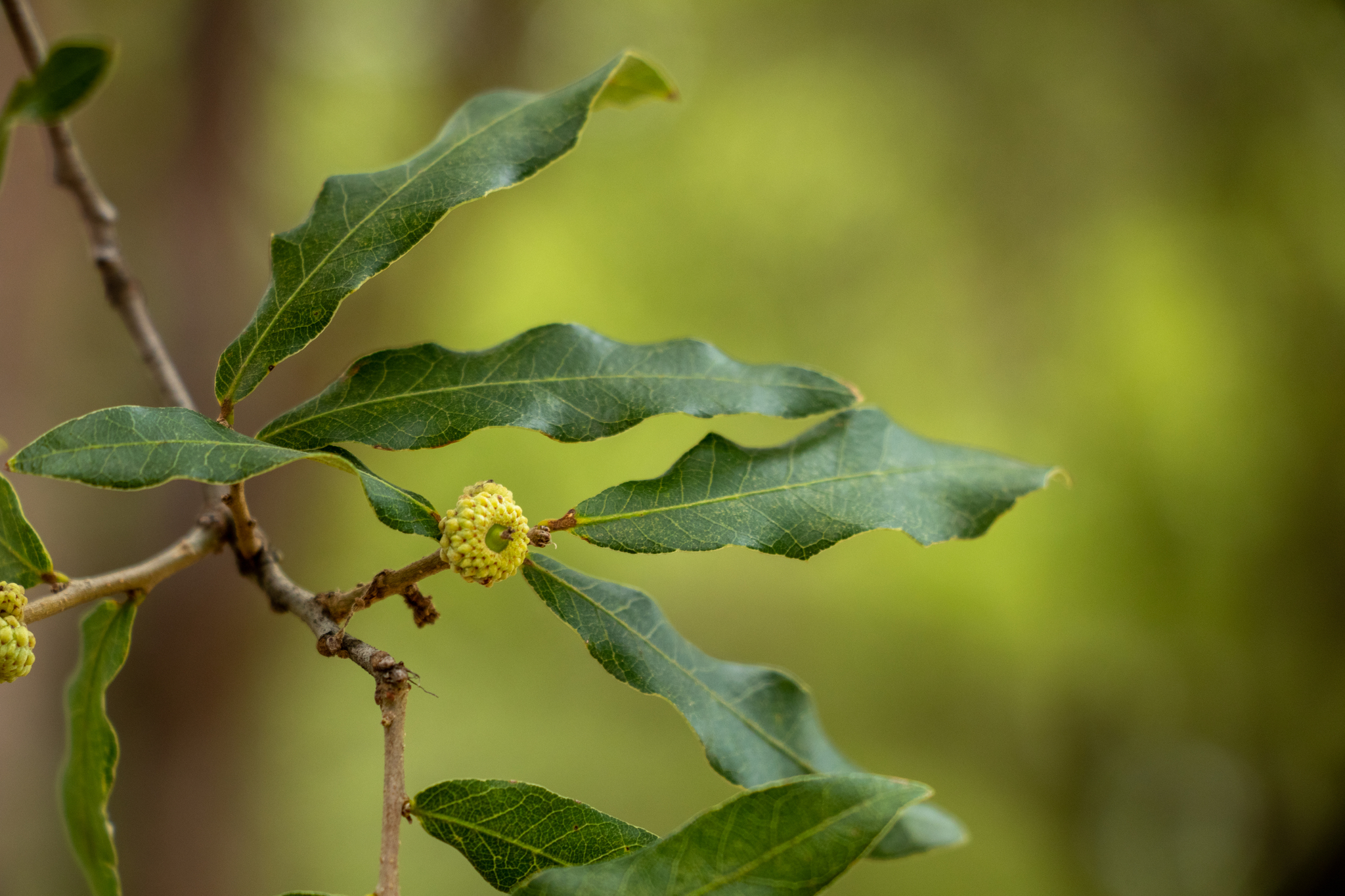 Quercus vaseyana