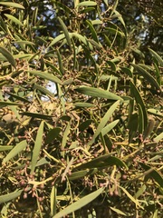 Acacia melanoxylon