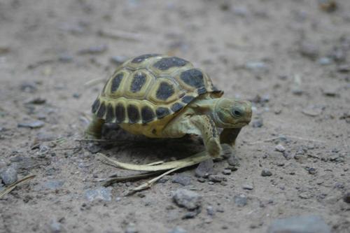 Bolson tortoise, Gopherus flavomarginatus