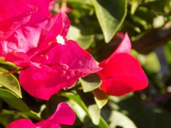 Bougainvillea