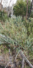 Acacia cupularis