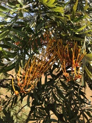 Grevillea robusta