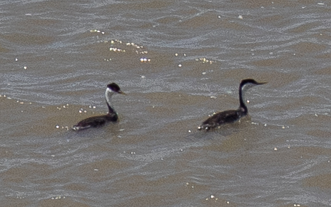 iNaturalist observation 2024-07-05