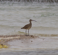 Numenius phaeopus hudsonicus