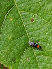 Atomacera decepta