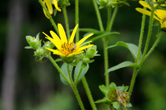 Silphium asteriscus