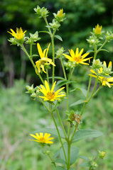 Silphium asteriscus