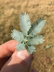 Acacia baileyana