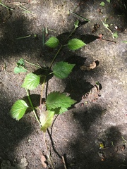 Lamium galeobdolon montanum