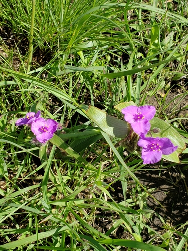 Image of Tradescantia tharpii by no rights reserved