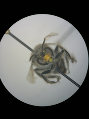 Anthophora crinipes