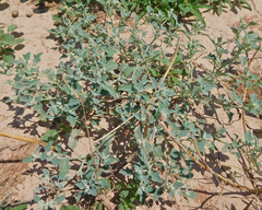 Chenopodium incanum