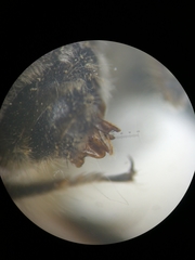 Anthophora crinipes