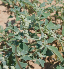 Chenopodium incanum