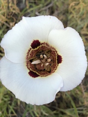 Calochortus vestae