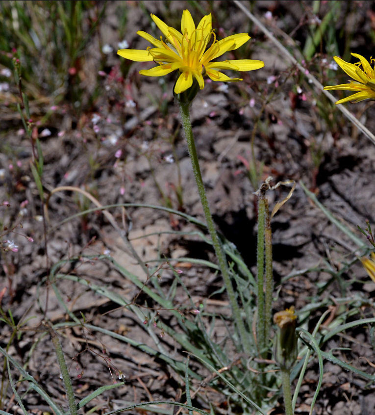 Agoseris parviflora
