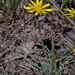 Agoseris parviflora - Photo (c) 2012 Barry Breckling, algunos derechos reservados (CC BY-NC-SA)
