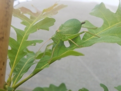 Paracyrtophyllus robustus