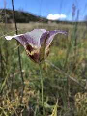 Calochortus vestae