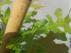 Paracyrtophyllus robustus