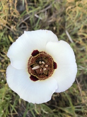 Calochortus vestae