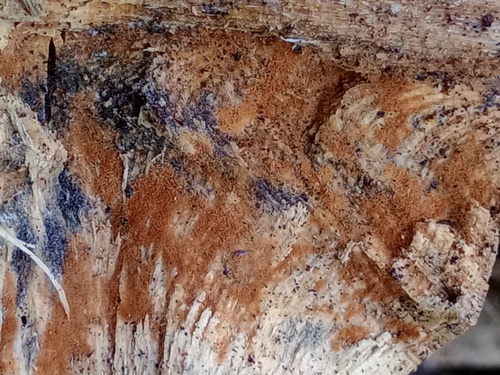 Acrostalagmus luteoalbus, 2024-07-05