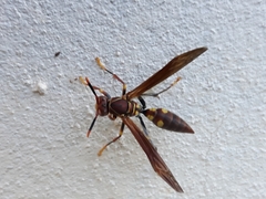 Polistes simillimus