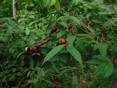 Eugenia