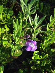 Scutellaria brittonii