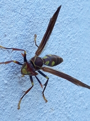 Polistes simillimus