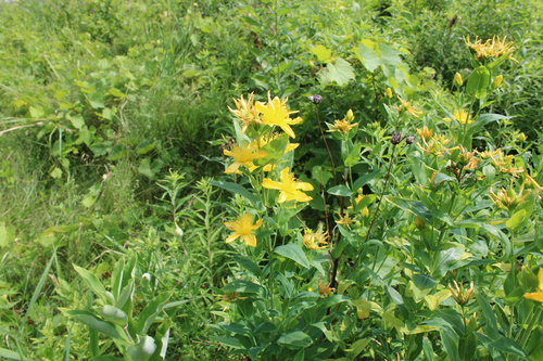 Hypericum ascyron iNat (1)