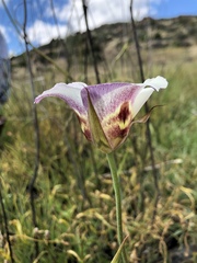 Calochortus vestae