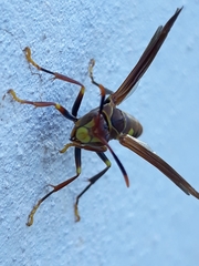 Polistes simillimus