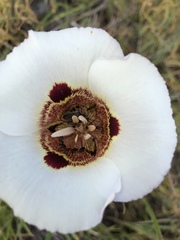 Calochortus vestae