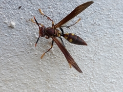 Polistes simillimus