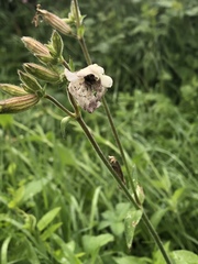 Microbotryum lychnidis-dioicae