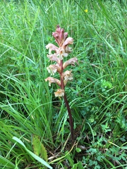 Orobanche lutea