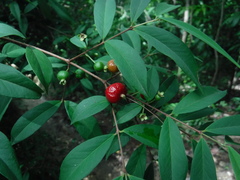 Eugenia