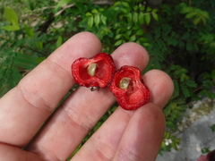 Eugenia